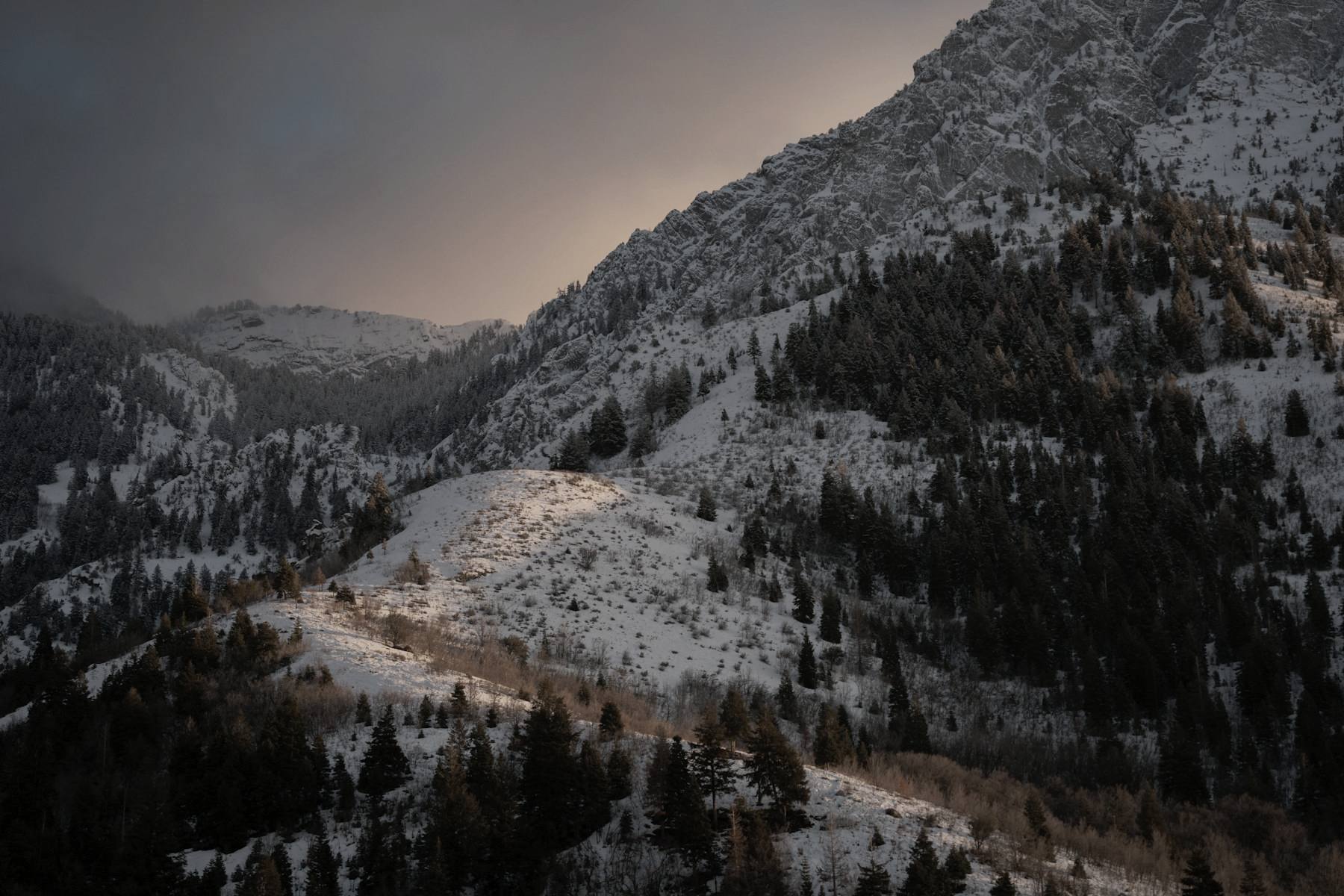 Snow and evergreen trees on a steep mountainside under a cloudy sky